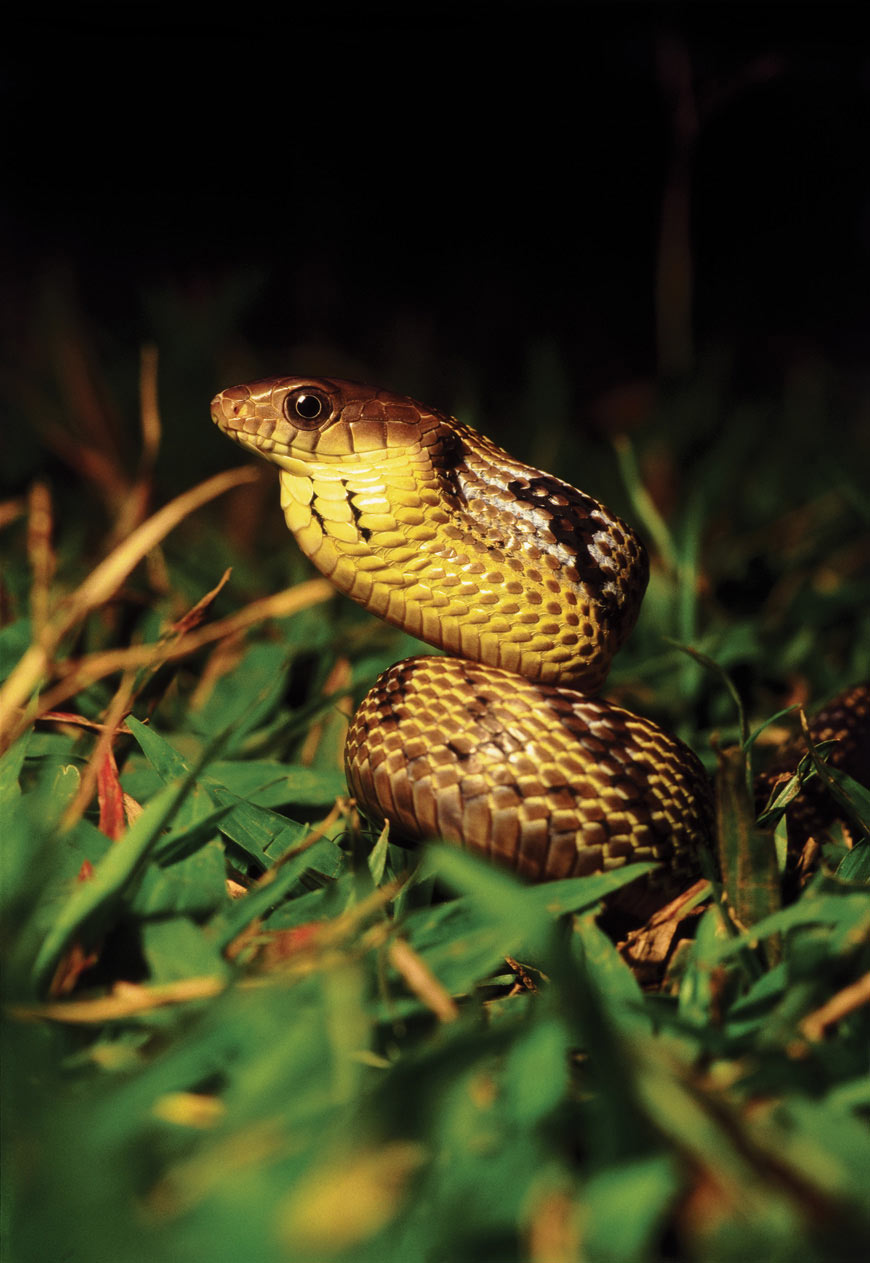 Spilotes pullatus, a non poisonus snake that swells to intimidate.